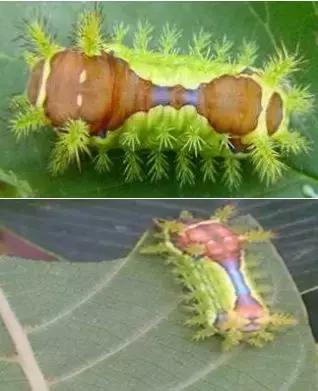 核桃树食叶害虫防治方法,核桃树害虫用什么药治