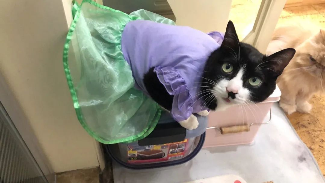 小猫咪穿上衣服变乖了,小猫咪穿的小公主裙