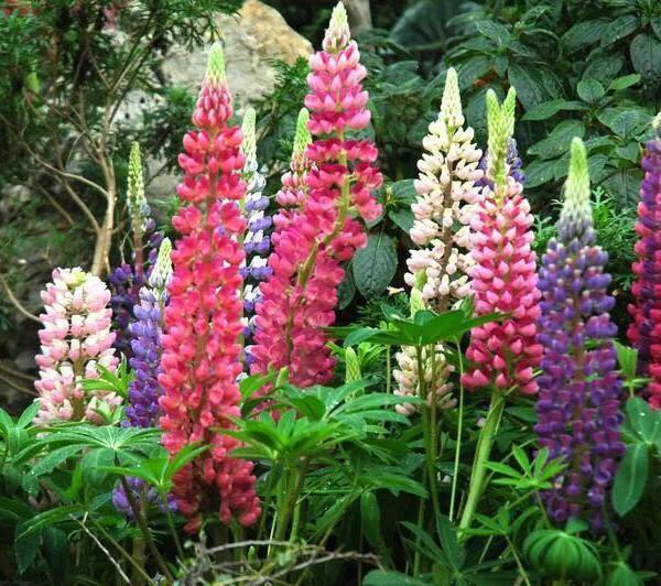 赵锁仙原创歌,赵锁仙