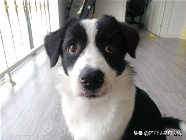 想养狗狗但爸妈不让养怎么办,家里养狗的有孩子最好还是不要养