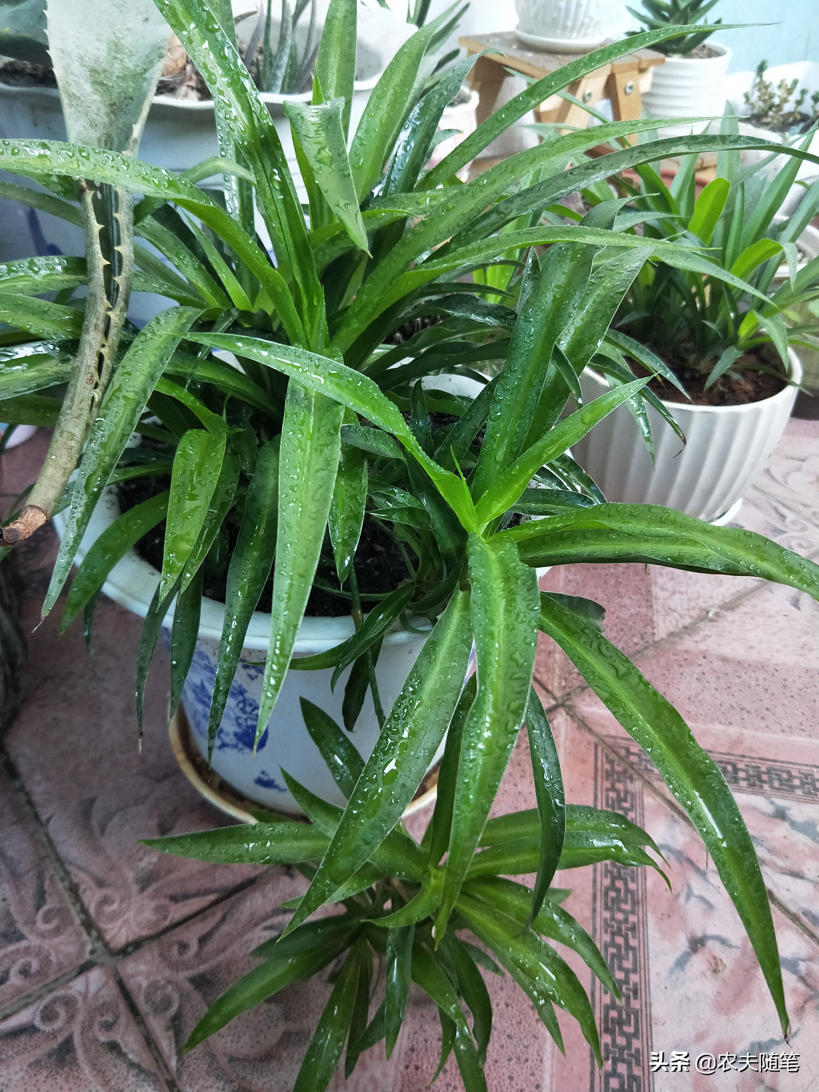 涅槃重生后的吊兰，让我的世界都是花香