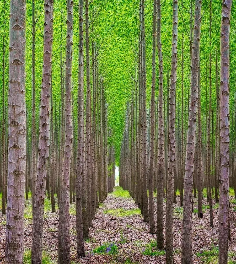鍥涘缇庢爲,鐢板洯缇庢爲