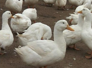 全聚德酱鸭怎么样,全聚德又贵又不好吃