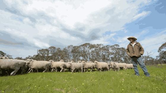 山羊和绵羊的羊肉区别,羊肉绵羊跟山羊如何区分