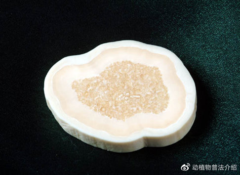 文玩流行的动物制品 (十种野生文玩)