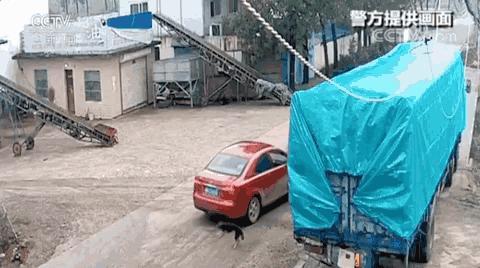 河南一男子开车用毒针射杀狗，村民吓得不敢动！毒狗针有多危险？