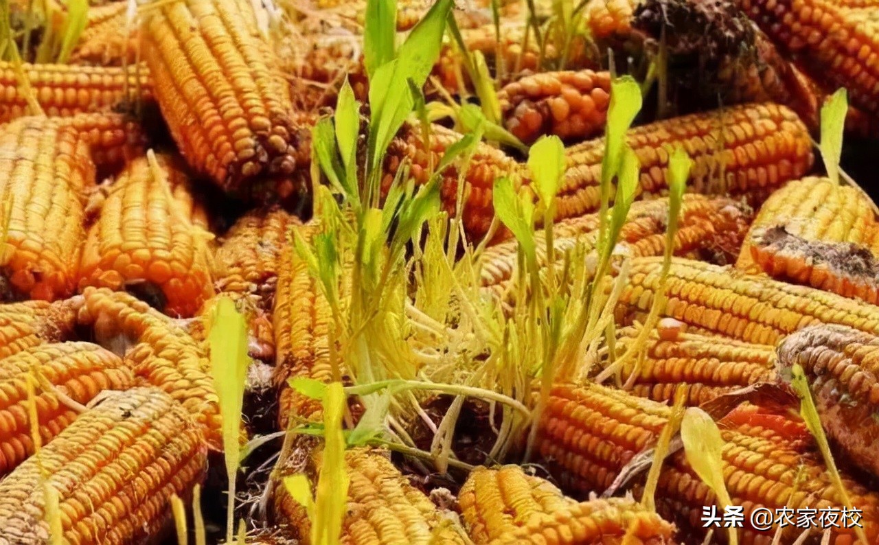 玉米收获期应该注意哪些问题,玉米成熟了遇到阴雨天怎样预防