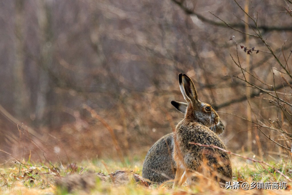 农村返乡养殖创业的补助是多少,返乡创业搞养殖带领群众致富