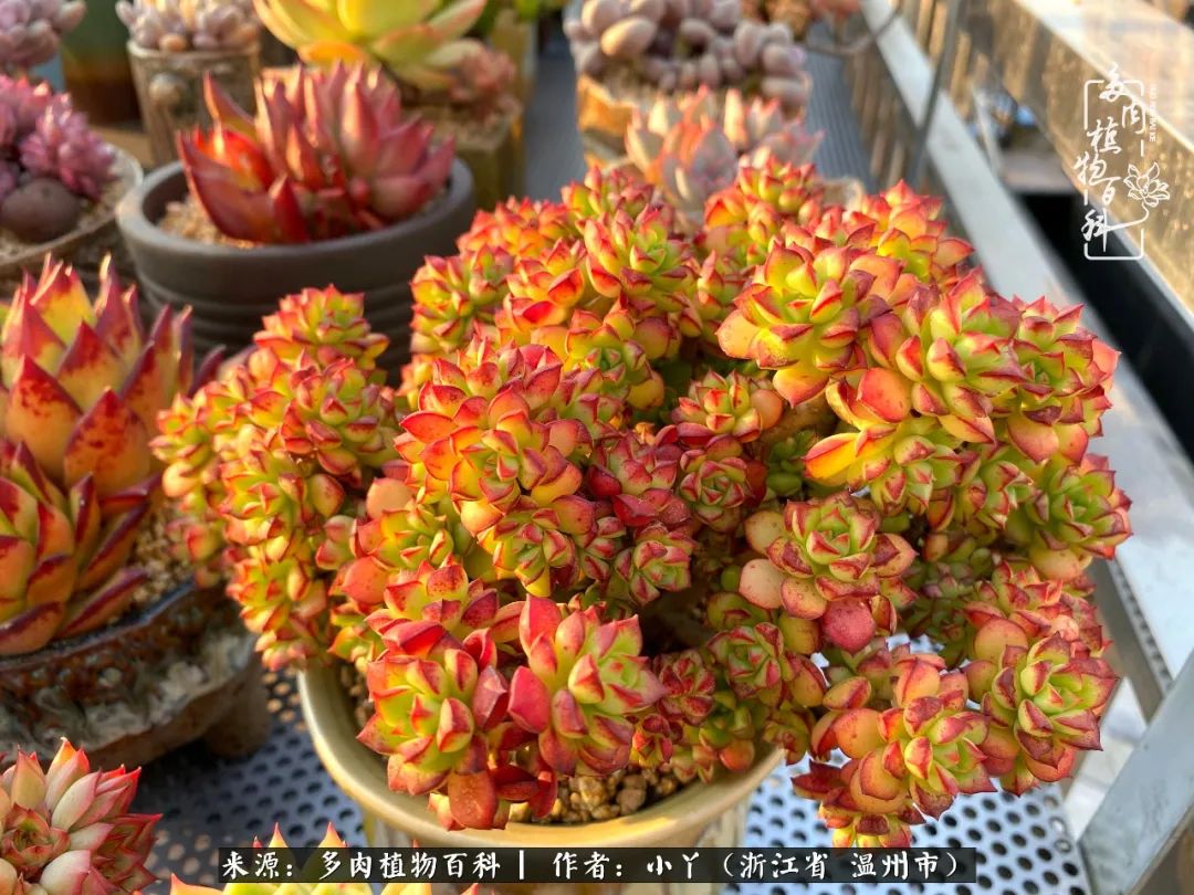 祖上无院家里无矿，一腔浪漫情怀付诸楼顶造花