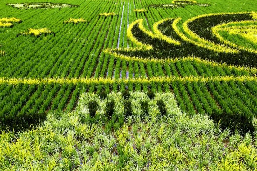 津门网金熙男:最美的稻田