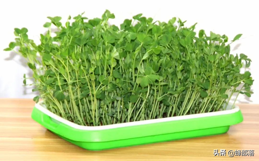 苗芽菜什么菜,徐州芽苗菜