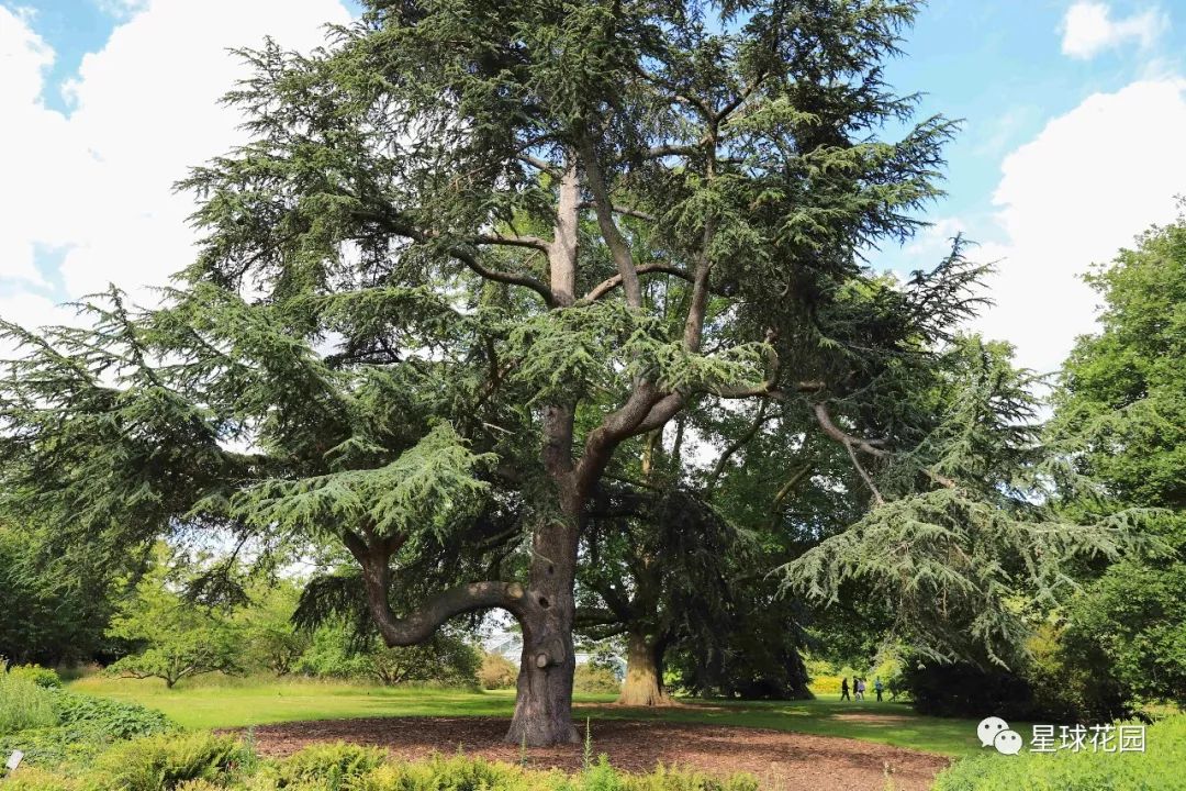 二木带你游花园|邱园（kewgarden）离我们到底有多远？