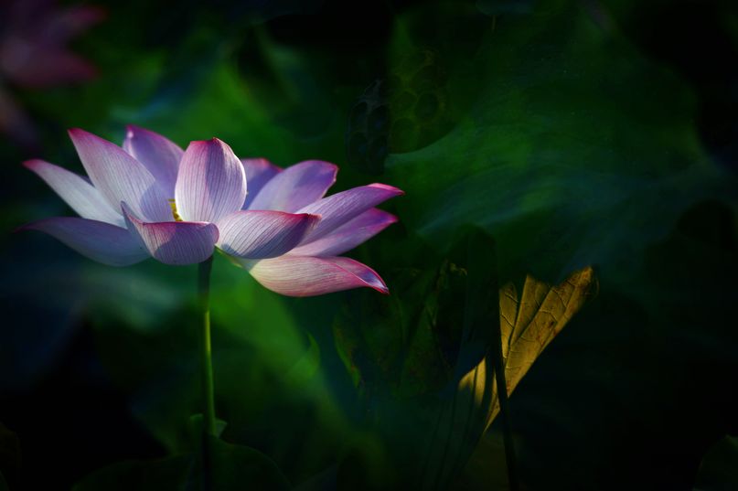 常德，那些惊艳夏日的荷花