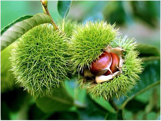 板栗怎么管理早结果多,板栗树枝枯萎是什么原因