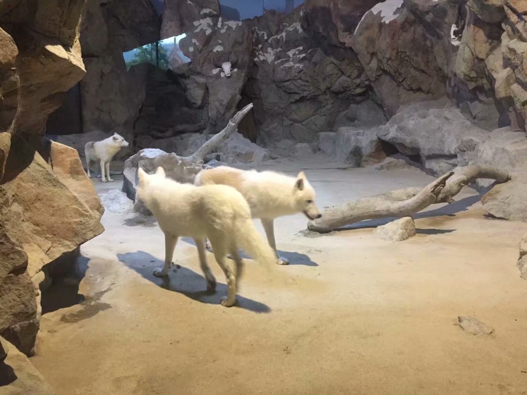 全球最大的长隆海洋公园,沉浸式参观长隆海洋王国