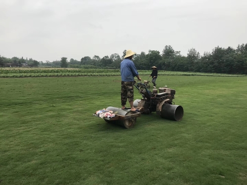 暖季型草坪有哪些,暖季型的草有哪些