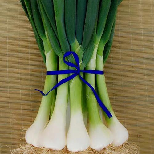 中国葱类大全,哪个品种葱产量最高