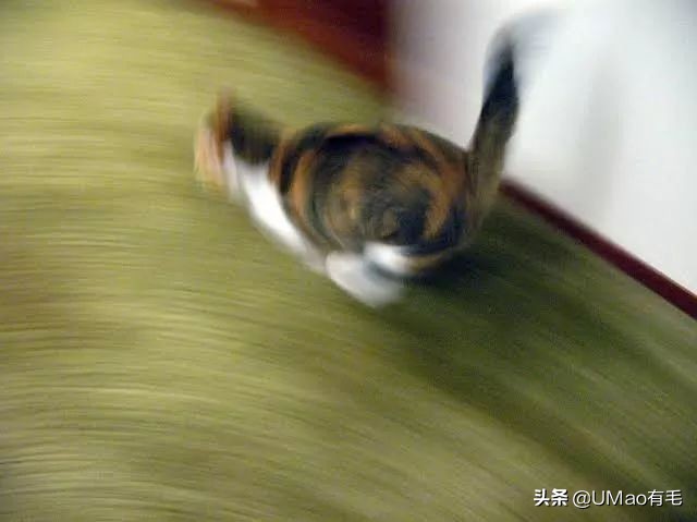 为啥猫猫拉完粑粑之后会疯跑,猫猫每次拉完屎就疯跑