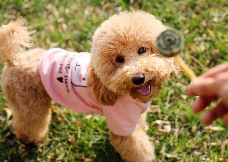 十大公认的最好养的狗泰迪犬,狗狗百科全书泰迪犬