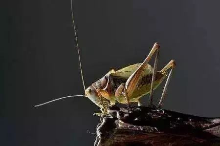 不是百日虫吗？为什么我的蝈蝈6天就挂了