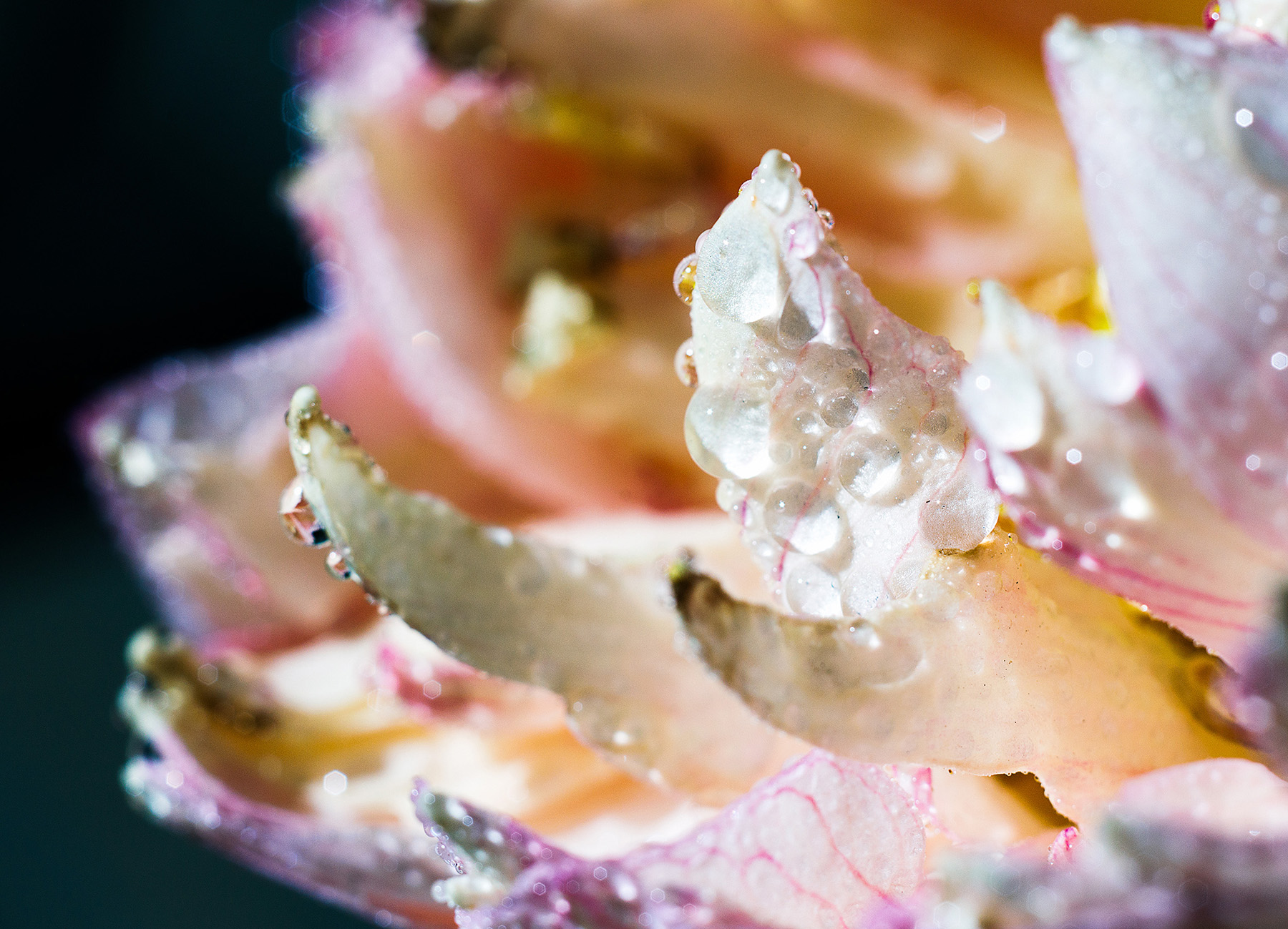 尼康2021年新相机,尼康2021年新相机及镜头展望