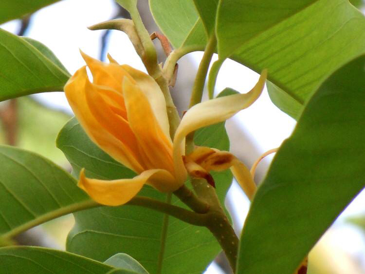 黄缅桂,中药材滇黄料