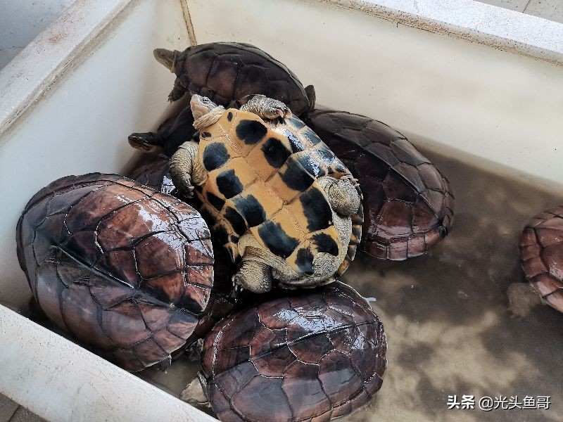 石金钱龟为啥突然不值钱,石金钱龟是哪年崩盘的