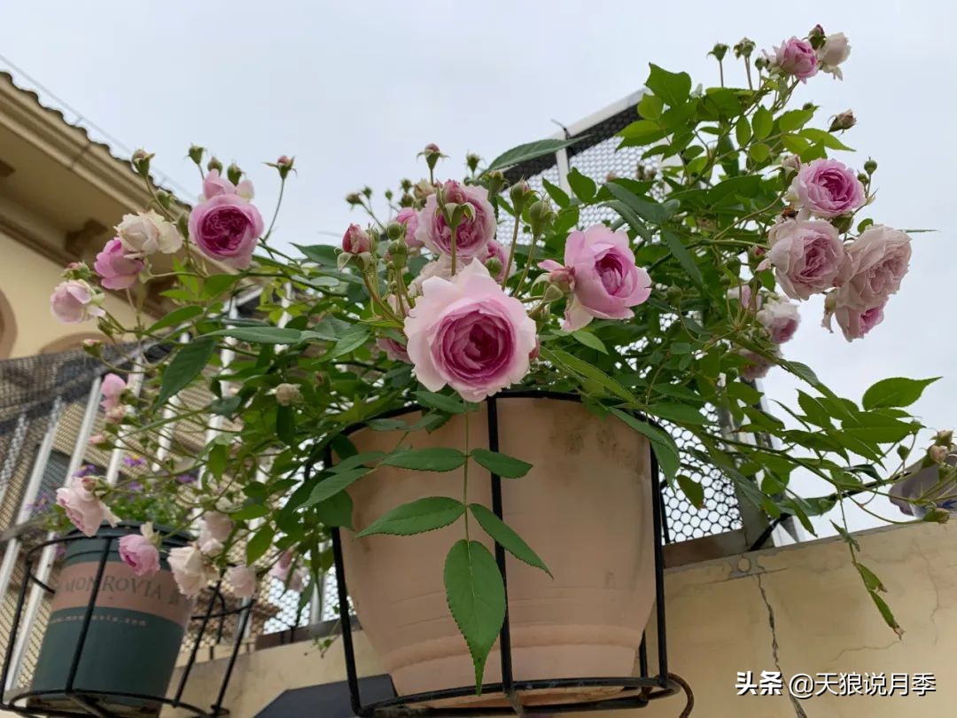 月季花是时候展现真正的技术了 (开春的第一波月季花就这么过去了)