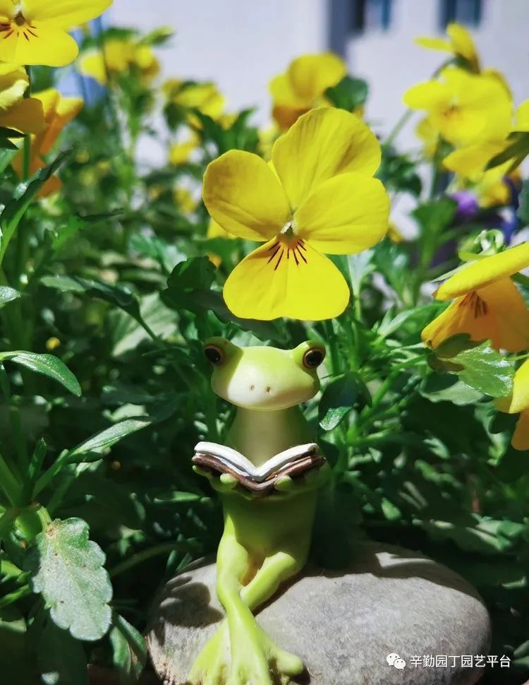 （2021）园丁奖阳台组《008号》星星的花园