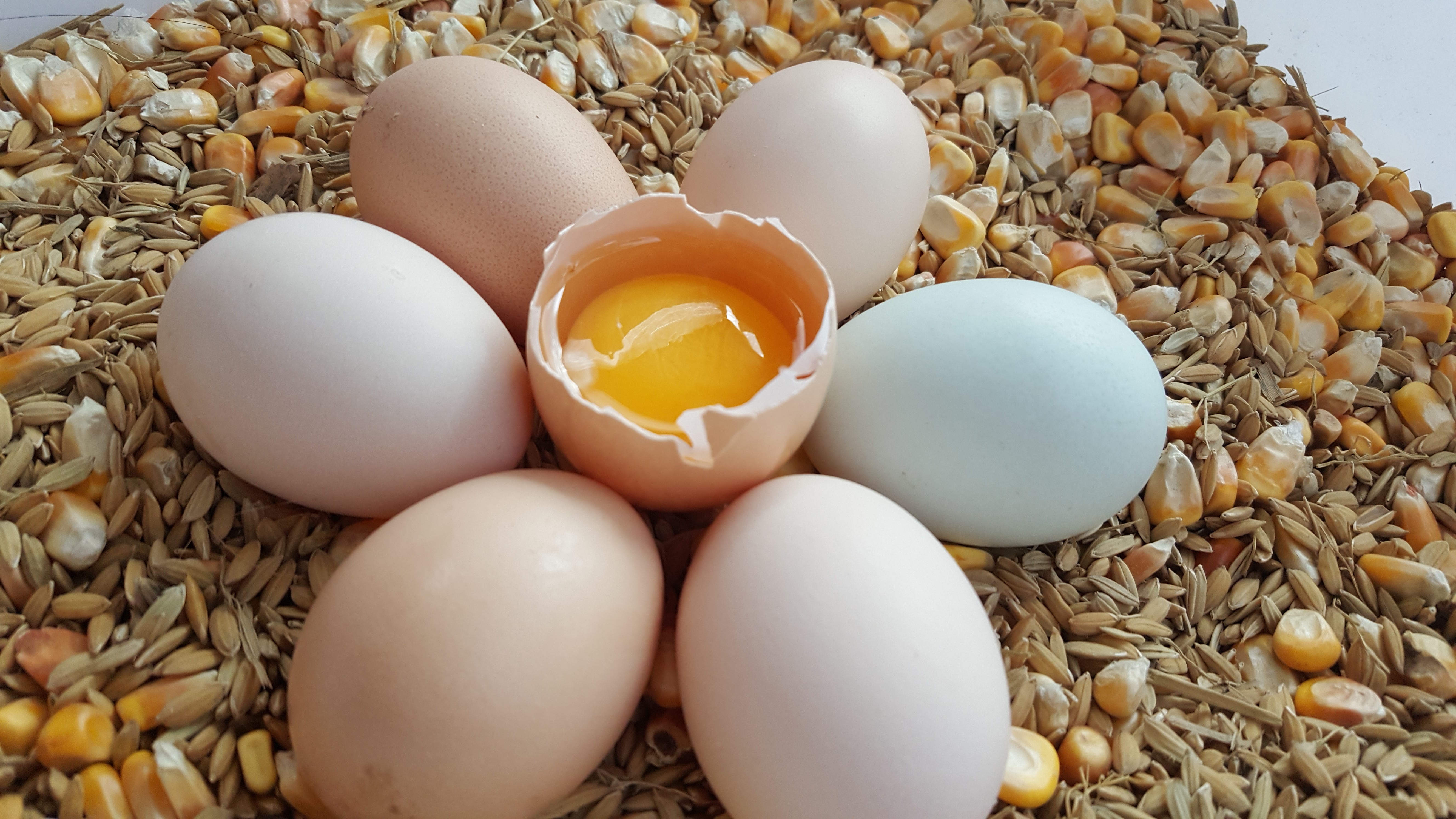 散养土鸡能赔钱吗,土鸡放养就是土鸡吗