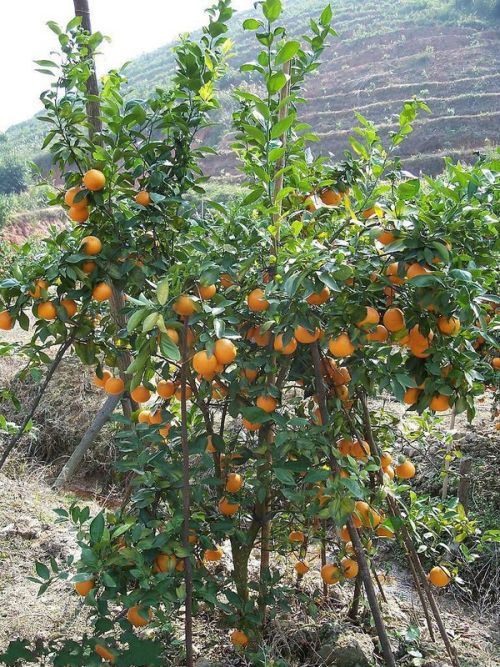 皇帝柑种植的技术和管理,皇帝柑的种植管理方法
