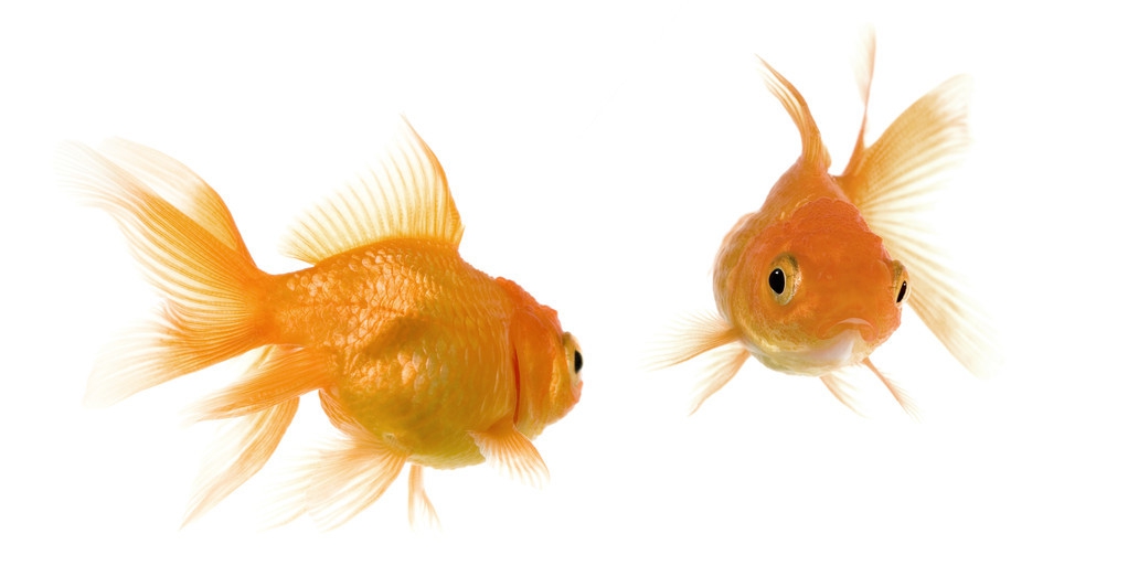 鱼会跳上岸是什么预兆,易经中鱼跳上河岸预兆