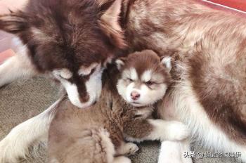 阿拉斯加五个月不粘人,阿拉斯加粘不粘人