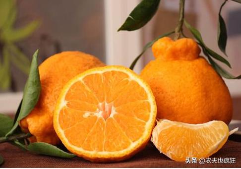 名字很俗气，因丑而走红，亩产4000斤，市场10元1斤，现在正上市