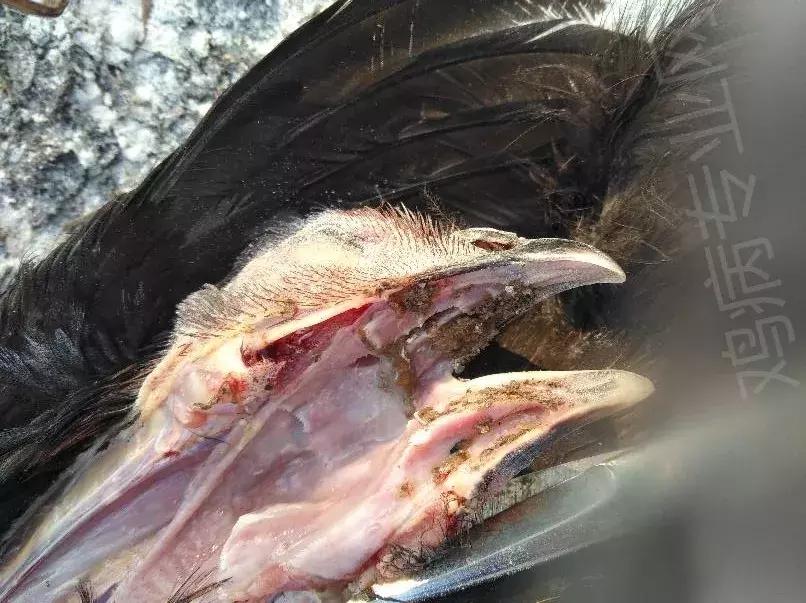 近期鸡病情况,鸡近期高发病