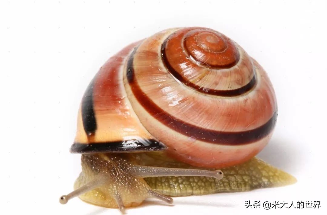 花园葱蜗牛：被人误解了上百年的小家伙，“其实我只对...