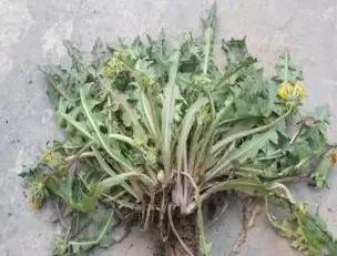 武穴又到挖野菜的时候了,江边好多人都在挖野菜,你吃了吗?