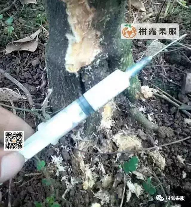 柑橘的常见病虫害和预防方法,柑橘新叶卷曲是什么虫害如何防治
