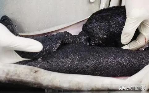 达氏鳇野外灭绝,黑龙江达氏鳇灭绝了吗