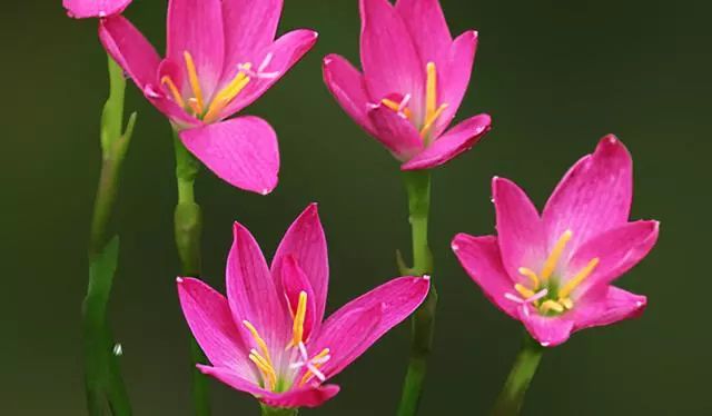 韭兰在北方冬天可以开花吗,韭兰从种球到开花需要多久