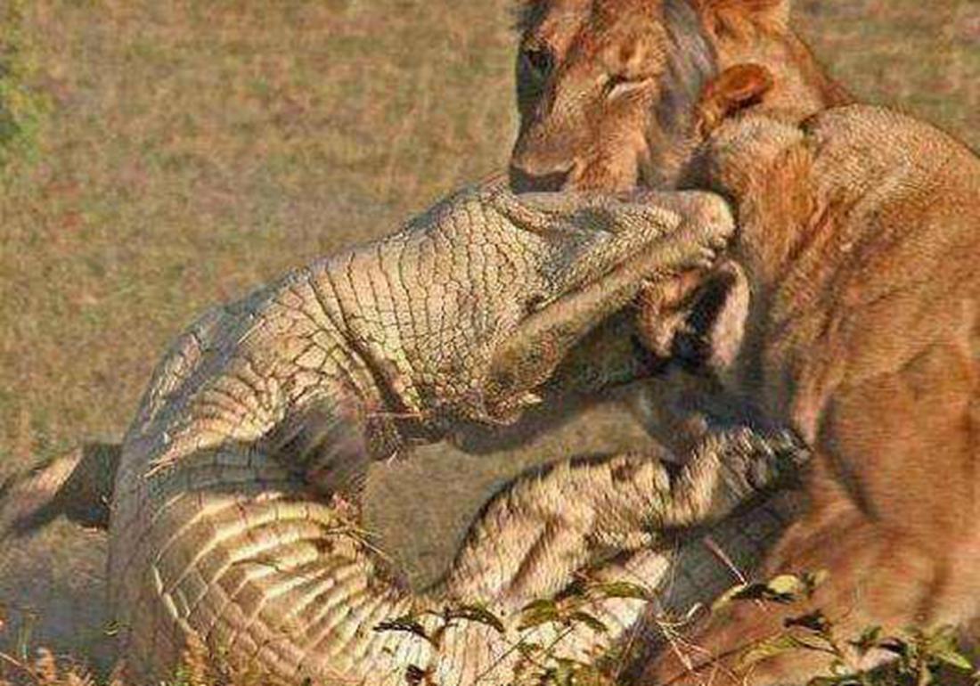 养殖鳄鱼的禁忌有哪些东西,鳄龟处理不干净有毒吗