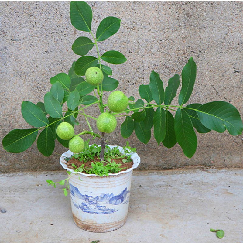 早实核桃密植规范化栽培技术总结,河北邯郸种植什么核桃品种合适