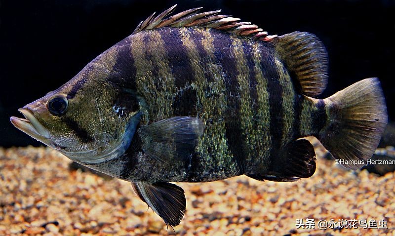 孟加拉银虎鱼和苏虎鱼有什么区别,最便宜虎鱼是哪种虎鱼