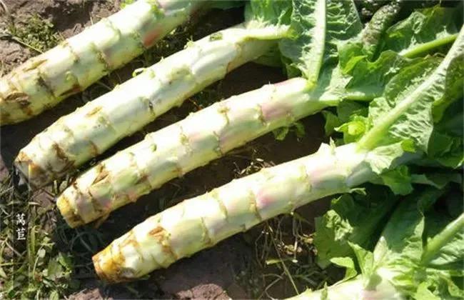 这六种蔬菜晒干后比新鲜的更好吃,这4种蔬菜晒干比新鲜的好吃