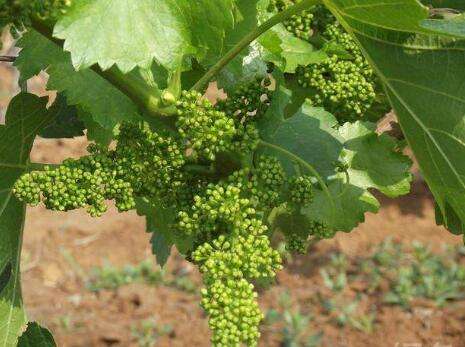 葡萄日灼病怎么补救,葡萄日灼病防治技术