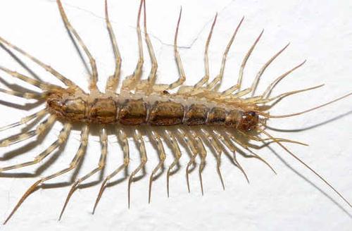 家里看到这种虫子千万不要用手打,在家中遇到这些虫子一定要小心