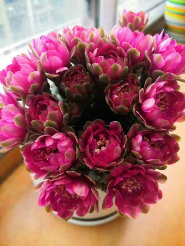 多肉仙人球哪个品种最好,多肉仙人球品种介绍