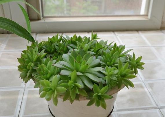 观音莲多肉细长怎么办,观音莲叶子下垂