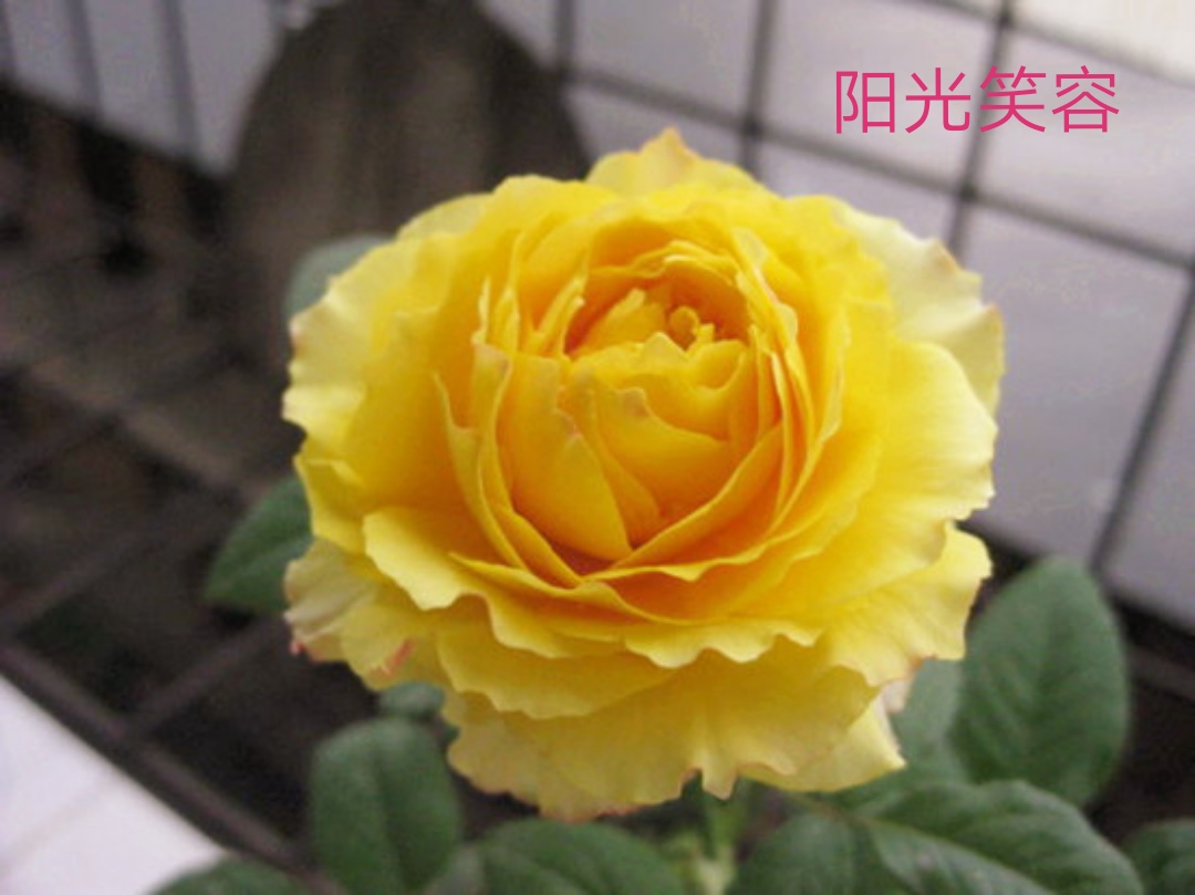 适合做切花的月季品种,十大公认最好切花月季