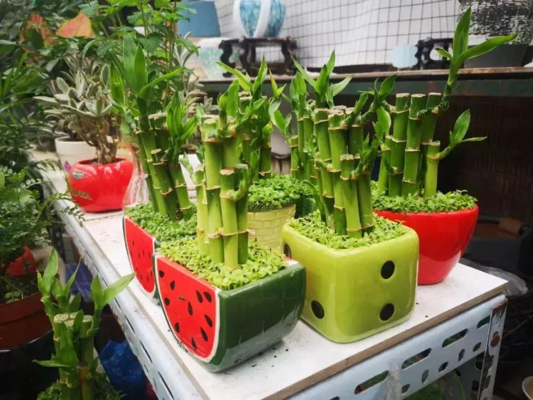 即将消失的花鸟鱼虫市场,天津消失的鱼虫市场